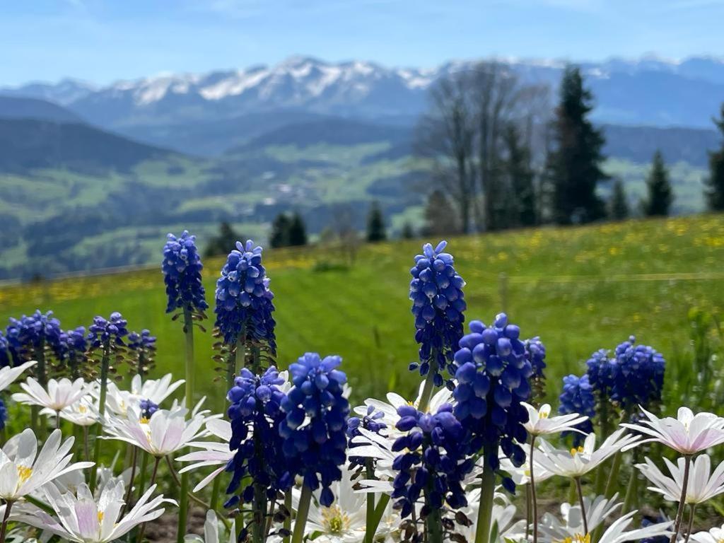 Pension Bilgeri Sulzberg  Bagian luar foto